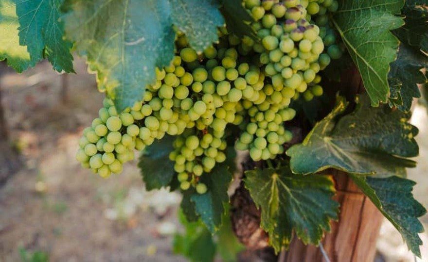 Visita a la bodega Huerto de la Condesa