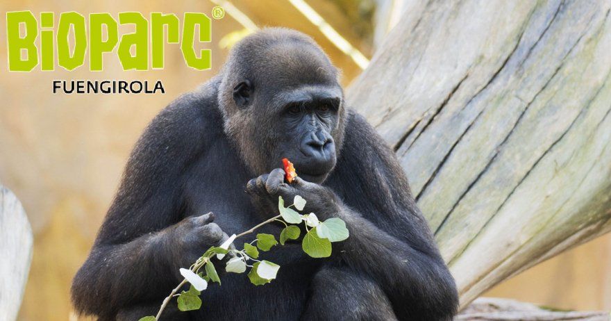 Bioparc Fuengirola