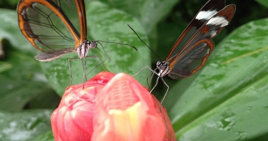 Mariposario de Benalmádena - Butterfly Park