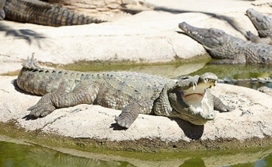 Crocodile Park