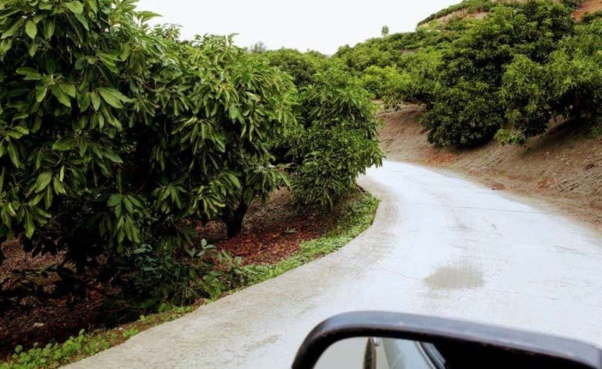 Visita a una plantación de aguacates