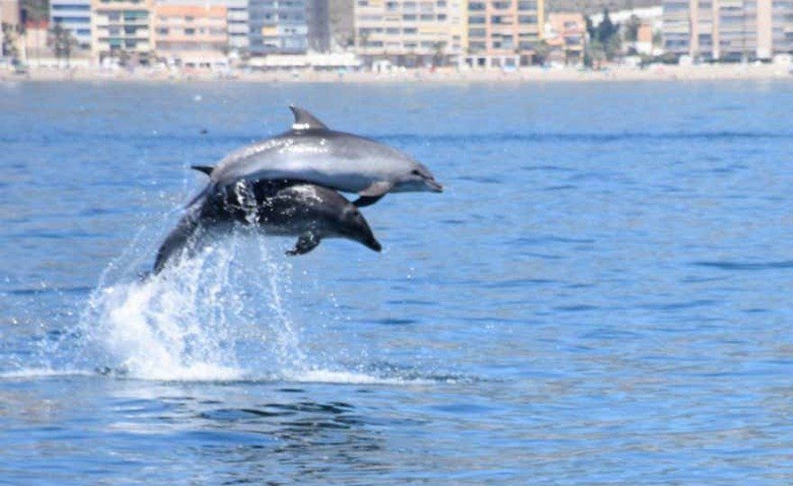 Avistamiento de delfines en Benalmádena